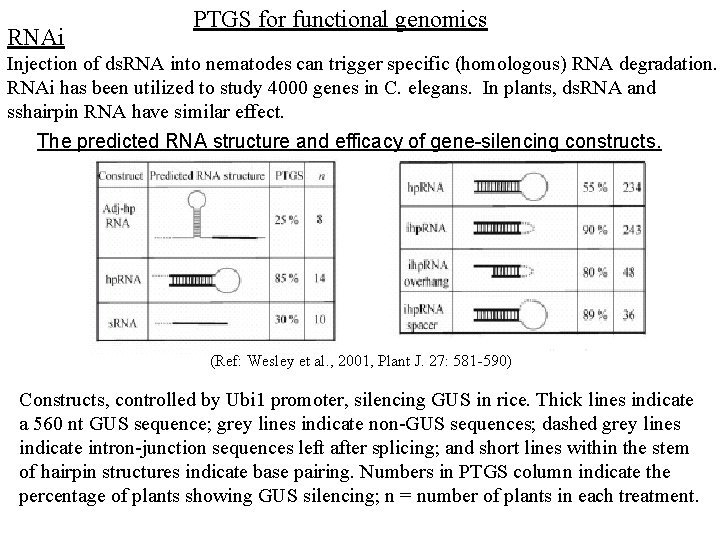 RNAi PTGS for functional genomics Injection of ds. RNA into nematodes can trigger specific