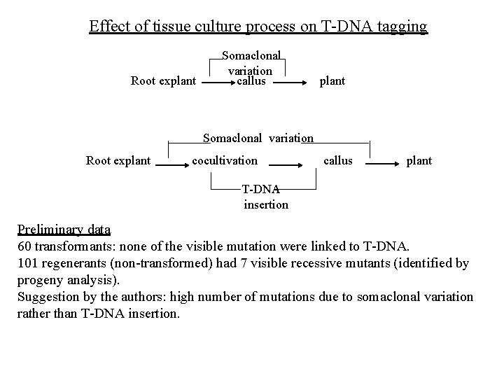Effect of tissue culture process on T-DNA tagging Root explant Somaclonal variation callus plant