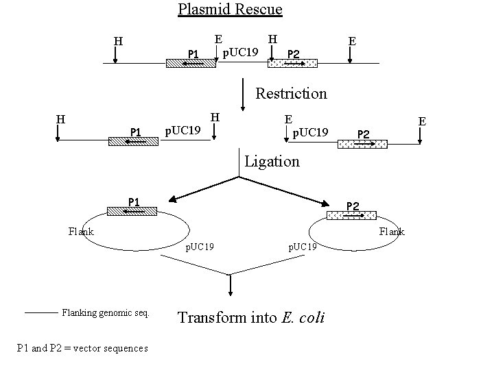 Plasmid Rescue E H P 1 p. UC 19 H P 2 E Restriction