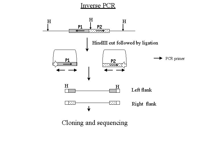 Inverse PCR H H P 1 H P 2 Hind. III cut followed by