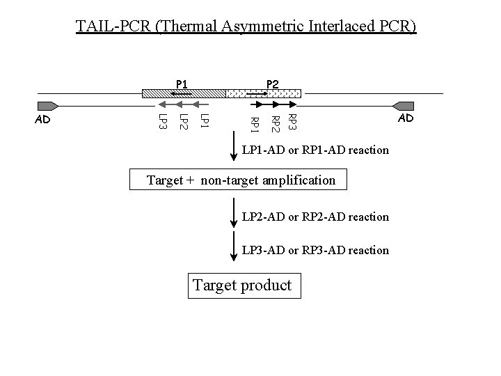 TAIL-PCR (Thermal Asymmetric Interlaced PCR) P 1 RP 3 RP 2 RP 1 LP