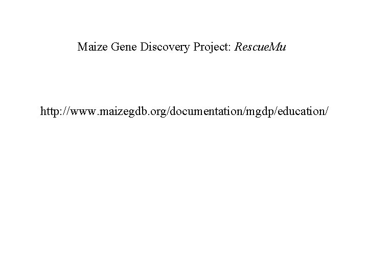 Maize Gene Discovery Project: Rescue. Mu http: //www. maizegdb. org/documentation/mgdp/education/ 