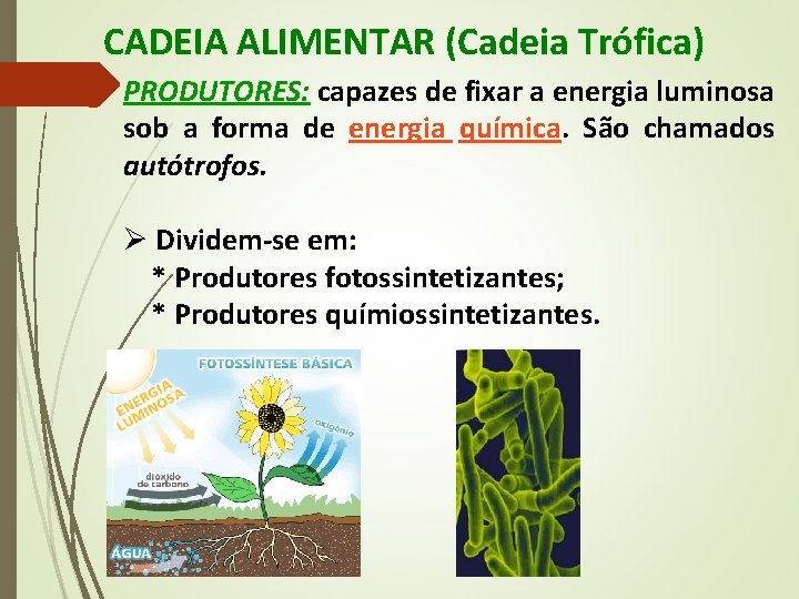 CADEIA ALIMENTAR (Cadeia Trófica) PRODUTORES: capazes de fixar a energia luminosa sob a forma