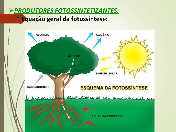 ØPRODUTORES FOTOSSINTETIZANTES: * Equação geral da fotossíntese: 