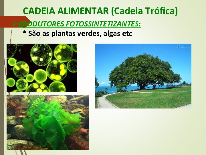 CADEIA ALIMENTAR (Cadeia Trófica) ØPRODUTORES FOTOSSINTETIZANTES: * São as plantas verdes, algas etc 