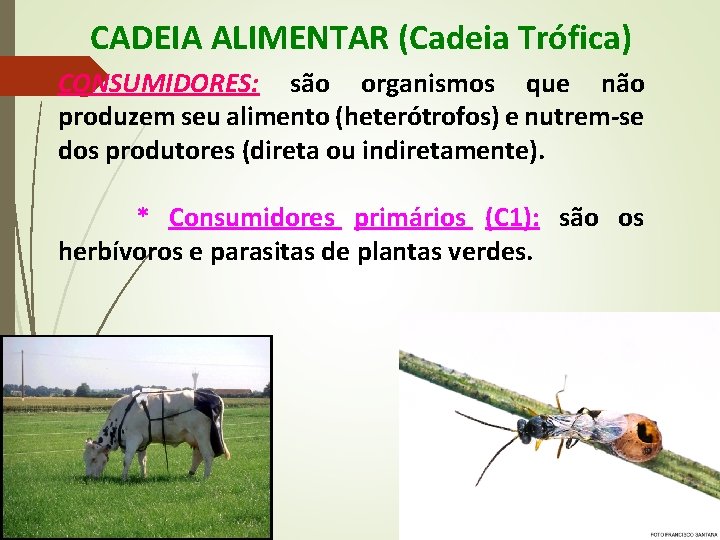 CADEIA ALIMENTAR (Cadeia Trófica) CONSUMIDORES: são organismos que não produzem seu alimento (heterótrofos) e