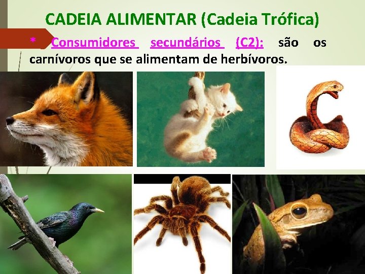 CADEIA ALIMENTAR (Cadeia Trófica) * Consumidores secundários (C 2): são carnívoros que se alimentam