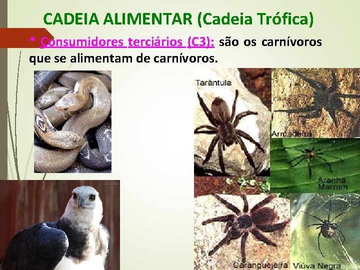 CADEIA ALIMENTAR (Cadeia Trófica) * Consumidores terciários (C 3): são os carnívoros que se