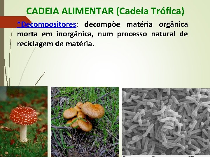 CADEIA ALIMENTAR (Cadeia Trófica) *Decompositores: decompõe matéria orgânica morta em inorgânica, num processo natural