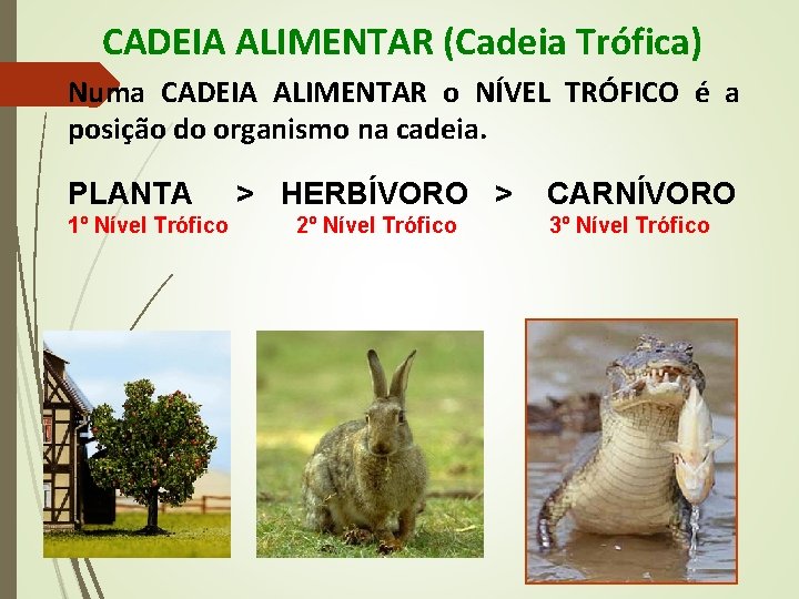 CADEIA ALIMENTAR (Cadeia Trófica) Numa CADEIA ALIMENTAR o NÍVEL TRÓFICO é a posição do