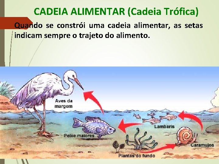 CADEIA ALIMENTAR (Cadeia Trófica) Quando se constrói uma cadeia alimentar, as setas indicam sempre