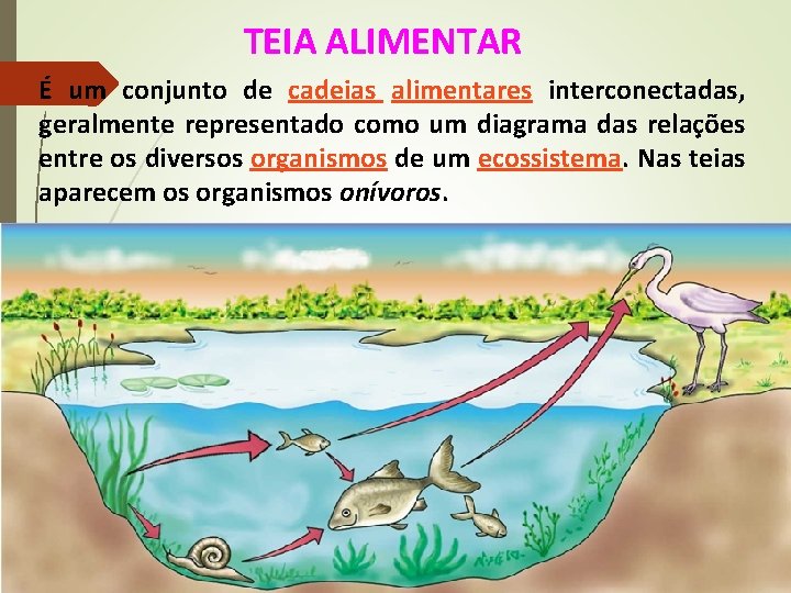 TEIA ALIMENTAR É um conjunto de cadeias alimentares interconectadas, geralmente representado como um diagrama
