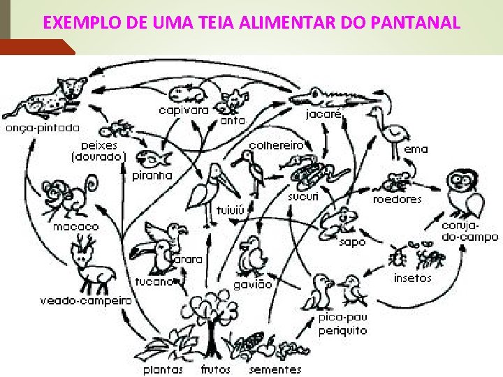 EXEMPLO DE UMA TEIA ALIMENTAR DO PANTANAL 