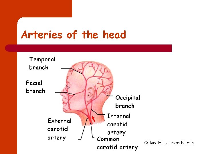 Arteries of the head Clare Hargreaves-Norris 