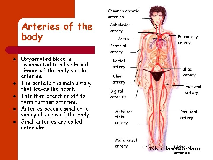 Arteries of the body l l l Oxygenated blood is transported to all cells