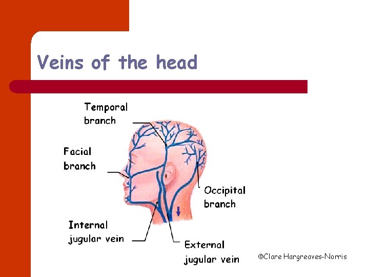 Veins of the head Clare Hargreaves-Norris 