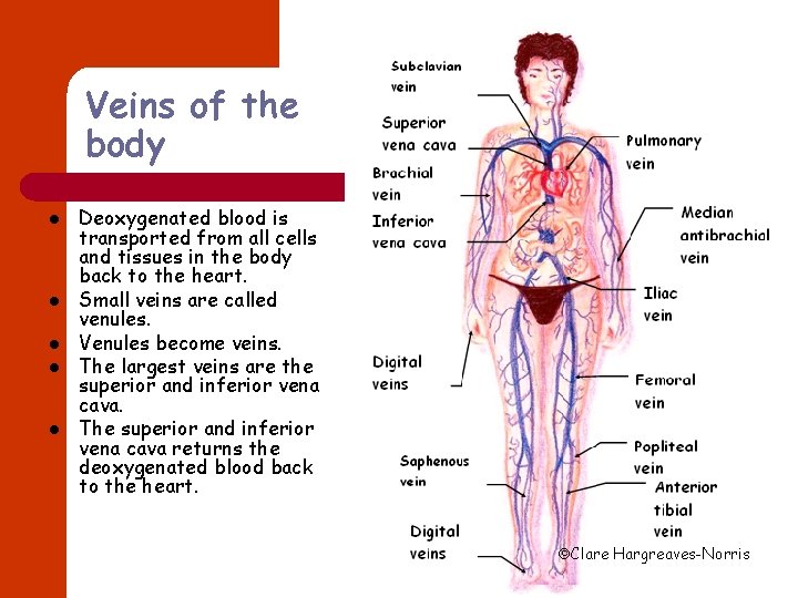 Veins of the body l l l Deoxygenated blood is transported from all cells