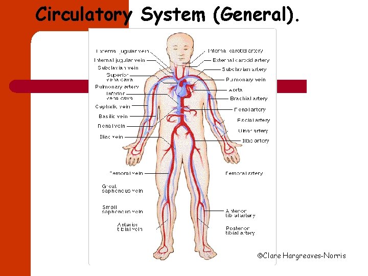 Circulatory System (General). Clare Hargreaves-Norris 