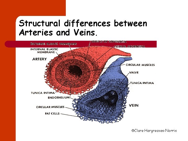 Structural differences between Arteries and Veins. Clare Hargreaves-Norris 