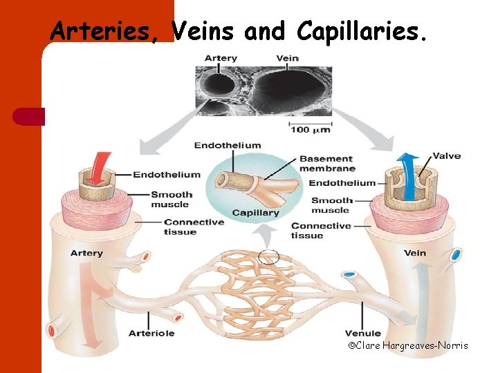 Arteries, Veins and Capillaries. Clare Hargreaves-Norris 