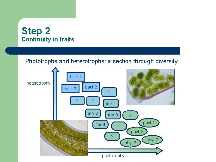 Step 2 Continuity in traits Phototrophs and heterotrophs: a section through diversity bact 1