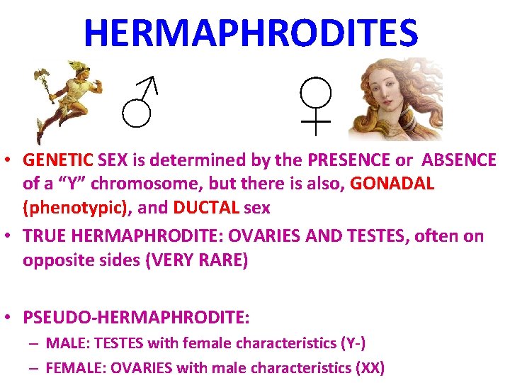 HERMAPHRODITES ♂ ♀ • GENETIC SEX is determined by the PRESENCE or ABSENCE of