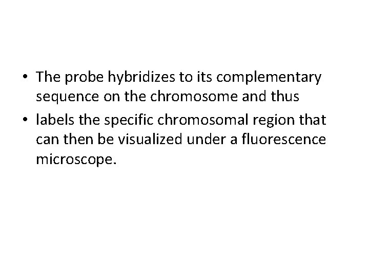  • The probe hybridizes to its complementary sequence on the chromosome and thus