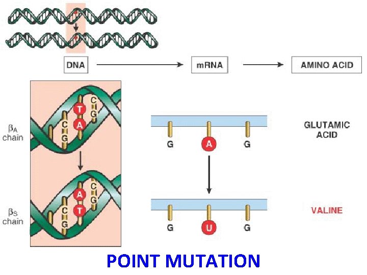 POINT MUTATION 