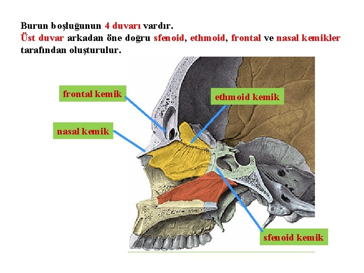 Burun boşluğunun 4 duvarı vardır. Üst duvar arkadan öne doğru sfenoid, ethmoid, frontal ve