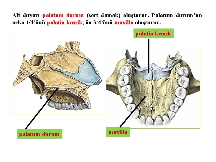 Alt duvarı palatum durum (sert damak) oluşturur. Palatum durum’un arka 1/4’ünü palatin kemik, ön