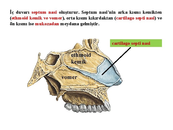 İç duvarı septum nasi oluşturur. Septum nasi’nin arka kısmı kemikten (ethmoid kemik ve vomer),