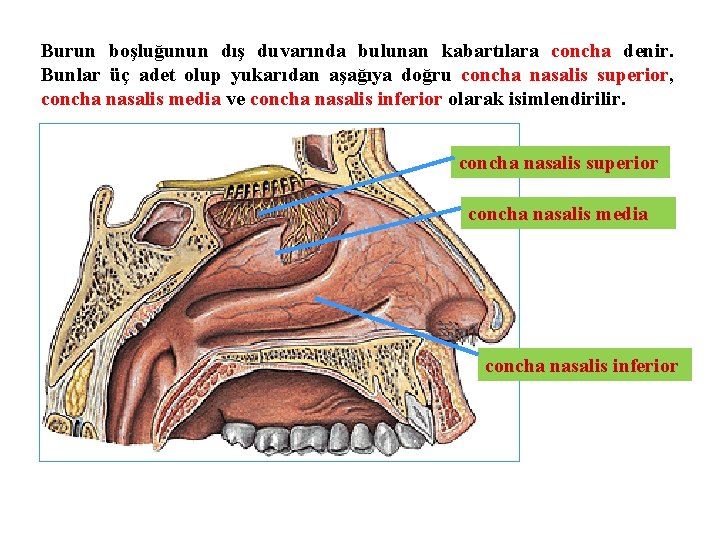 Burun boşluğunun dış duvarında bulunan kabartılara concha denir. Bunlar üç adet olup yukarıdan aşağıya