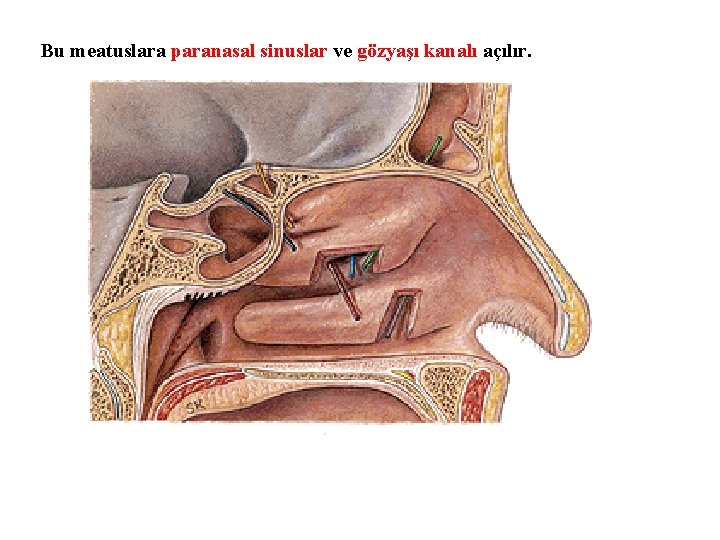 Bu meatuslara paranasal sinuslar ve gözyaşı kanalı açılır. 