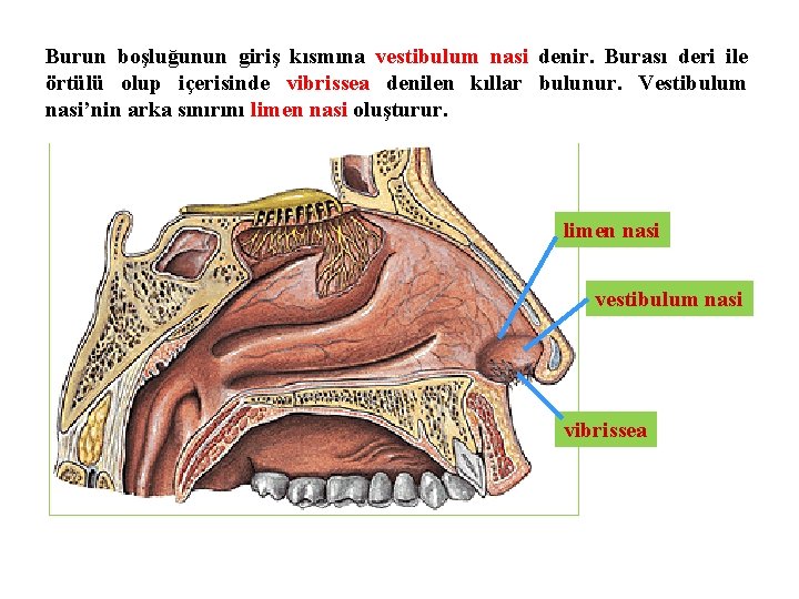 Burun boşluğunun giriş kısmına vestibulum nasi denir. Burası deri ile örtülü olup içerisinde vibrissea