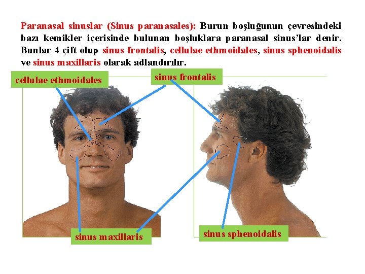 Paranasal sinuslar (Sinus paranasales): Burun boşluğunun çevresindeki bazı kemikler içerisinde bulunan boşluklara paranasal sinus’lar