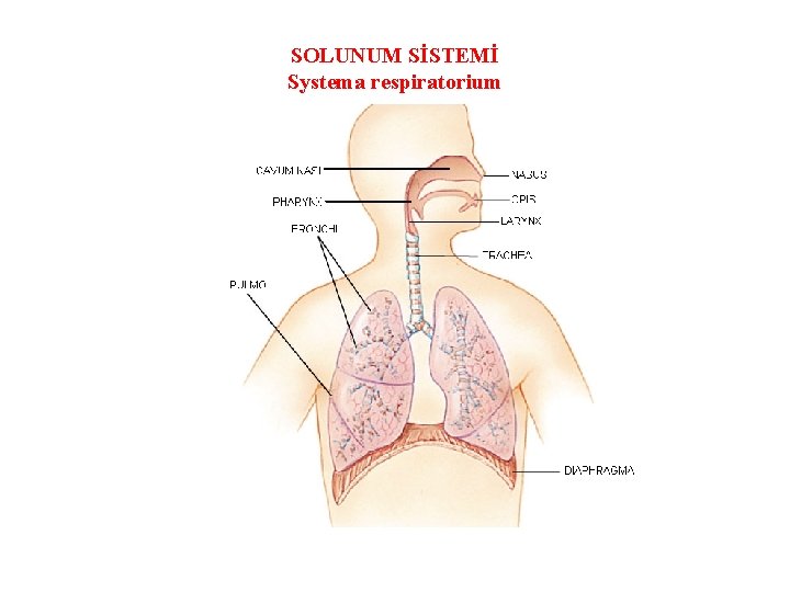 SOLUNUM SİSTEMİ Systema respiratorium 