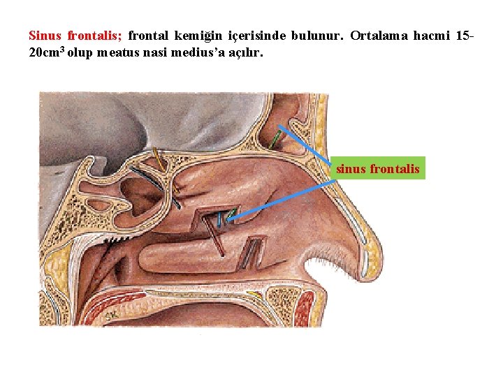 Sinus frontalis; frontal kemiğin içerisinde bulunur. Ortalama hacmi 1520 cm 3 olup meatus nasi