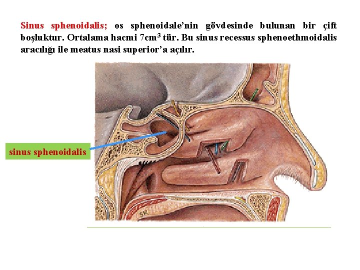 Sinus sphenoidalis; os sphenoidale’nin gövdesinde bulunan bir çift boşluktur. Ortalama hacmi 7 cm 3