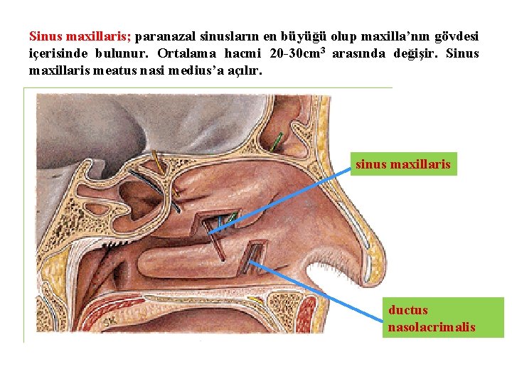 Sinus maxillaris; paranazal sinusların en büyüğü olup maxilla’nın gövdesi içerisinde bulunur. Ortalama hacmi 20