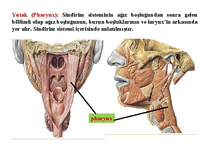 Yutak (Pharynx): Sindirim sisteminin ağız boşluğundan sonra gelen bölümü olup ağız boşluğunun, burun boşluklarının