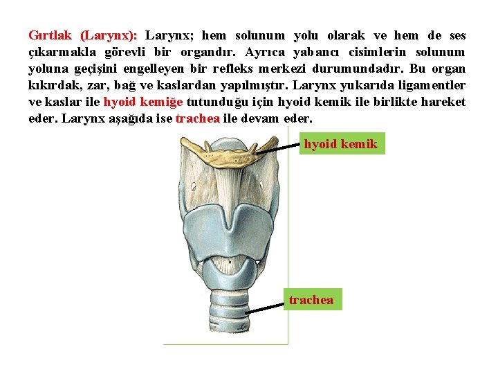 Gırtlak (Larynx): Larynx; hem solunum yolu olarak ve hem de ses çıkarmakla görevli bir