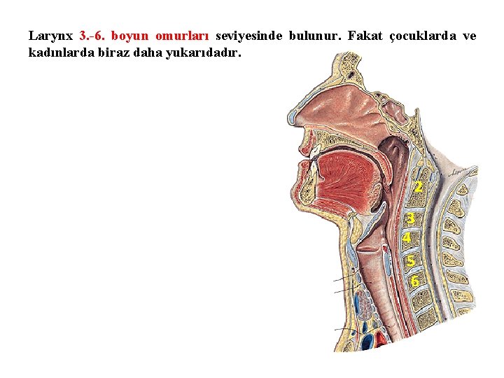 Larynx 3. -6. boyun omurları seviyesinde bulunur. Fakat çocuklarda ve kadınlarda biraz daha yukarıdadır.