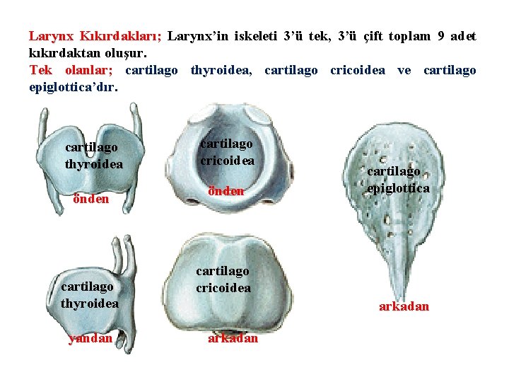 Larynx Kıkırdakları; Larynx’in iskeleti 3’ü tek, 3’ü çift toplam 9 adet kıkırdaktan oluşur. Tek