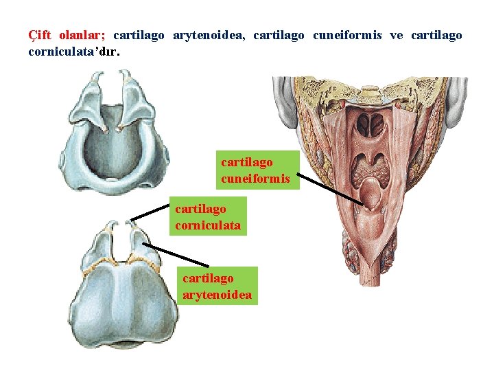 Çift olanlar; cartilago arytenoidea, cartilago cuneiformis ve cartilago corniculata’dır. cartilago cuneiformis cartilago corniculata cartilago