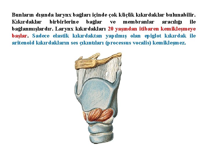 Bunların dışında larynx bağları içinde çok küçük kıkırdaklar bulunabilir. Kıkırdaklar birbirlerine bağlar ve membranlar