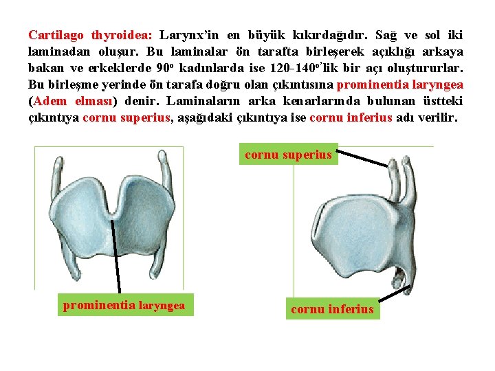 Cartilago thyroidea: Larynx’in en büyük kıkırdağıdır. Sağ ve sol iki laminadan oluşur. Bu laminalar