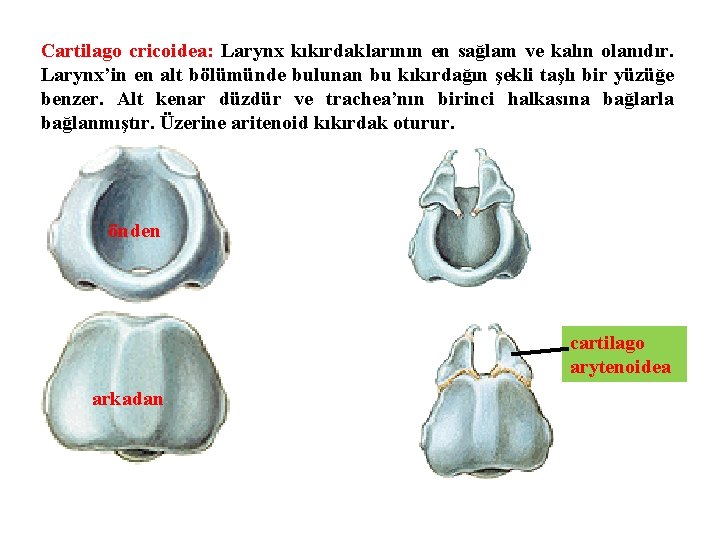 Cartilago cricoidea: Larynx kıkırdaklarının en sağlam ve kalın olanıdır. Larynx’in en alt bölümünde bulunan