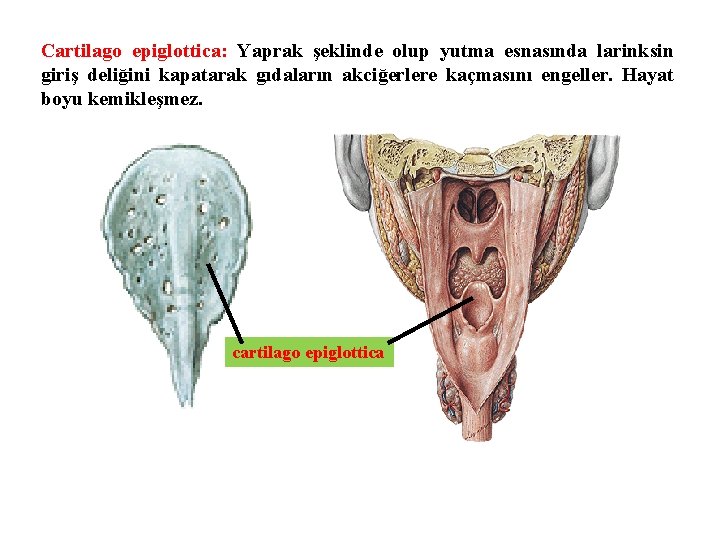 Cartilago epiglottica: Yaprak şeklinde olup yutma esnasında larinksin giriş deliğini kapatarak gıdaların akciğerlere kaçmasını
