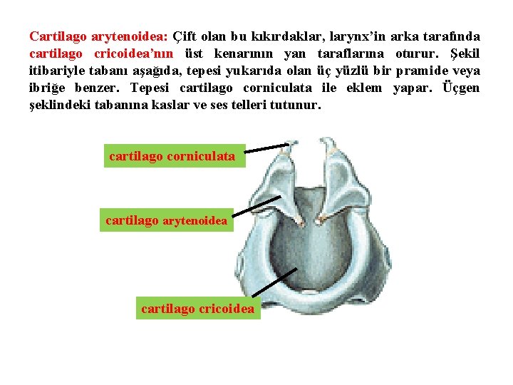 Cartilago arytenoidea: Çift olan bu kıkırdaklar, larynx’in arka tarafında cartilago cricoidea’nın üst kenarının yan