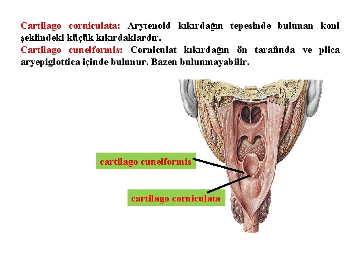 Cartilago corniculata: Arytenoid kıkırdağın tepesinde bulunan koni şeklindeki küçük kıkırdaklardır. Cartilago cuneiformis: Corniculat kıkırdağın